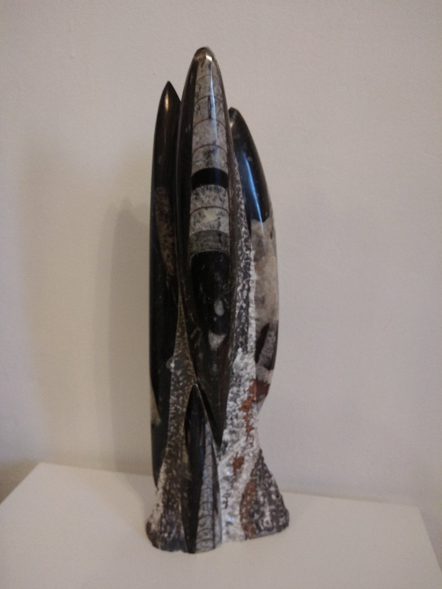 ORTHOCERAS