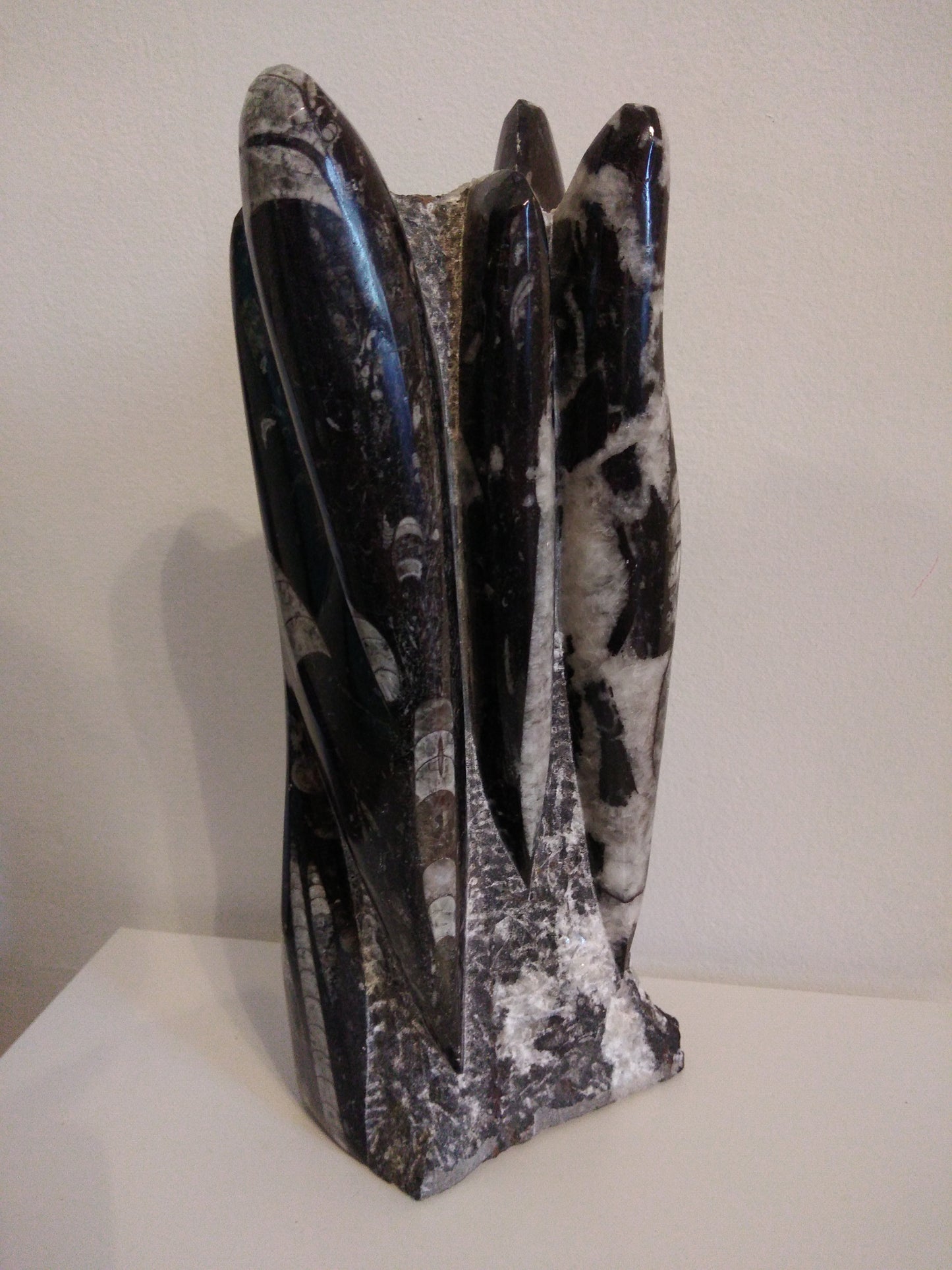 Sculpture en Orthocéras – fossile marin naturel, objet décoratif et énergétique. Protection, ancrage, clarté d’esprit et design unique.