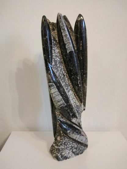 ORTHOCERAS