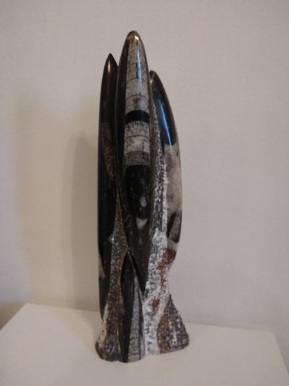 ORTHOCERAS