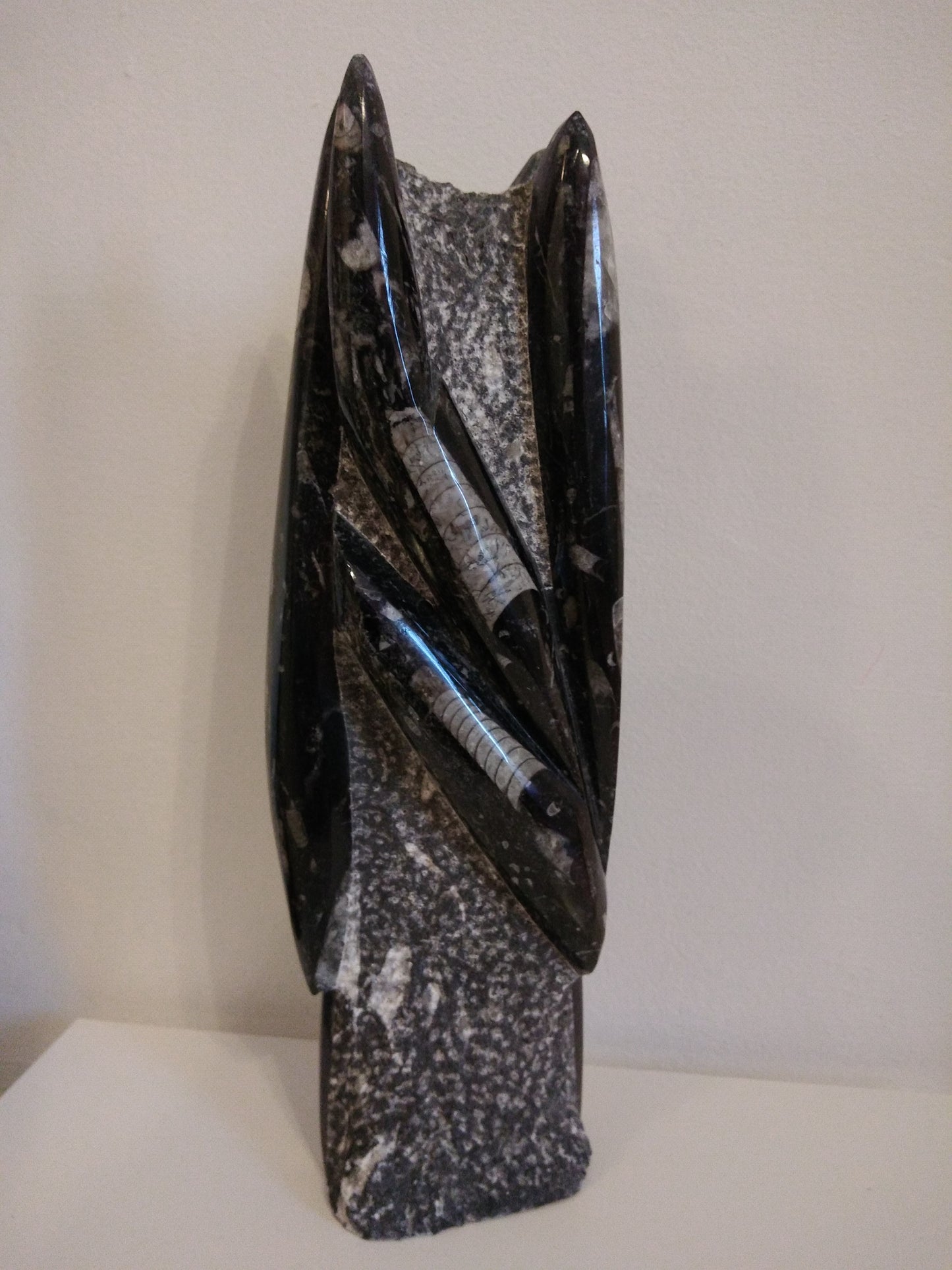 ORTHOCERAS