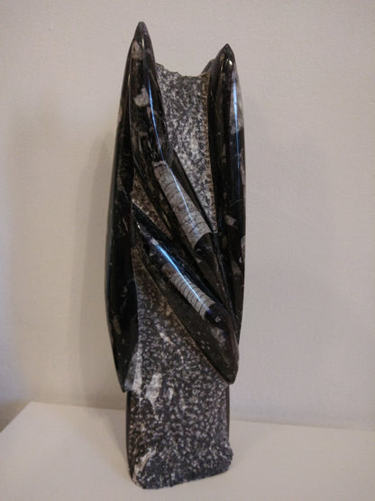 ORTHOCERAS