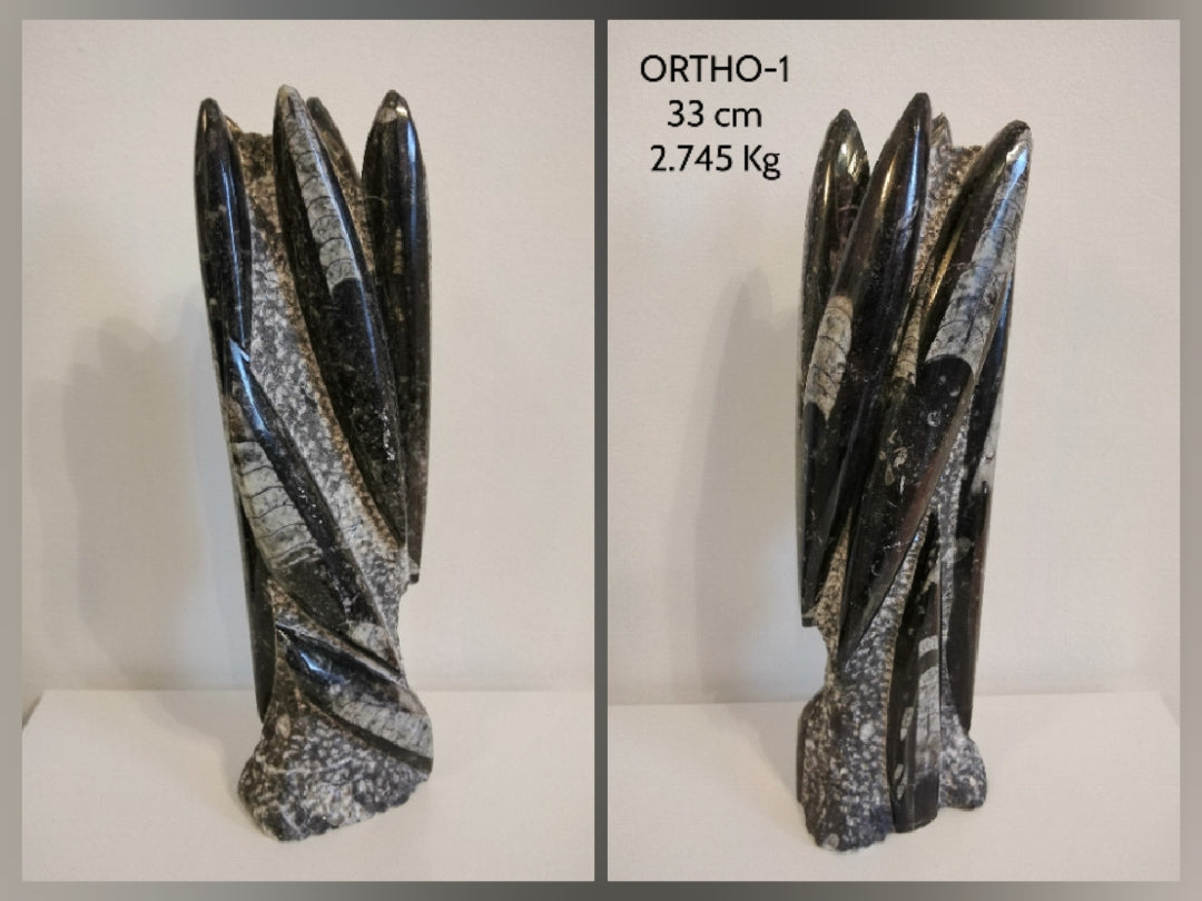 ORTHOCERAS