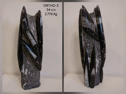 ORTHOCERAS